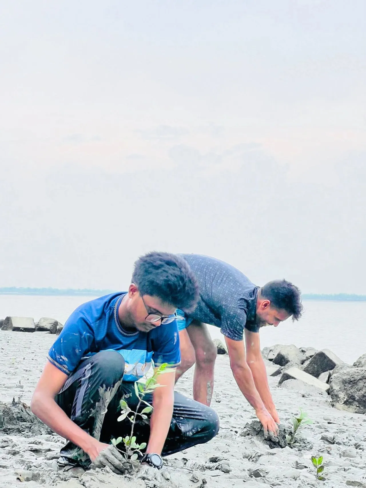 Tree plantation